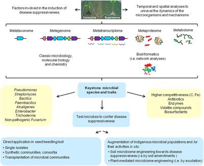 Current Insights into the Role of Rhizosphere Bacteria in Disease Suppressive Soils